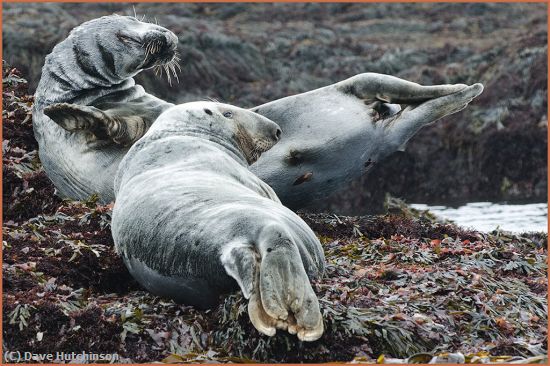 Missing Image: i_0046.jpg - Frolicking-Seals