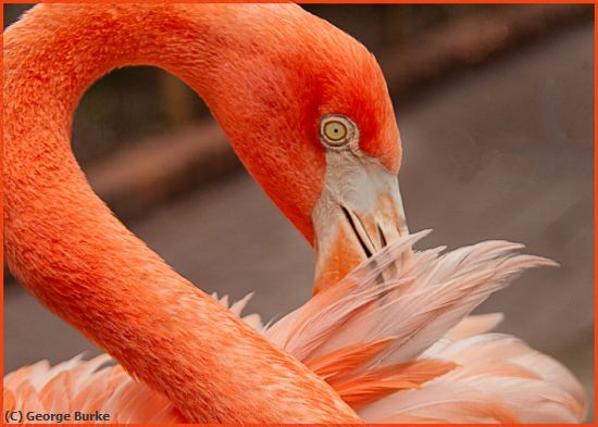 Missing Image: i_0065.jpg - Flamingo