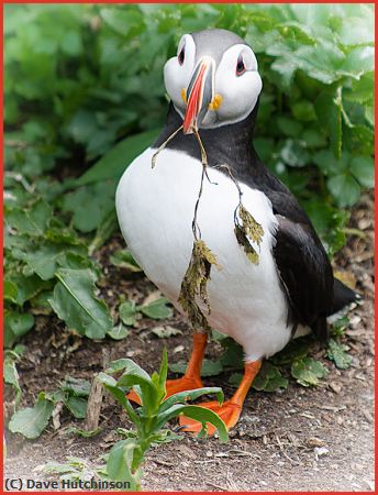 Missing Image: i_0067.jpg - Puffin-With-Nesting-Material