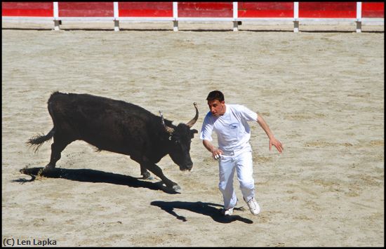 Missing Image: i_0058.jpg - Bull Fighting-French Style