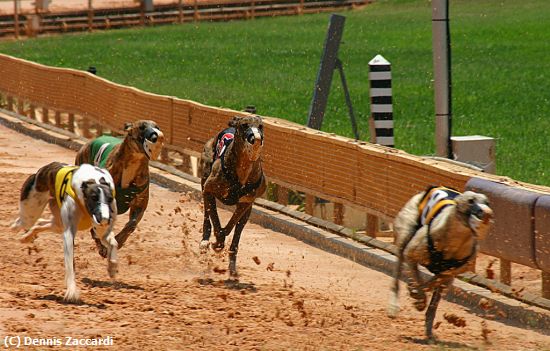 Missing Image: i_0064.jpg - Greyhound Race