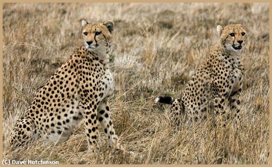 Missing Image: i_0007.jpg - Cheetahs-On-The-Masai-Mara