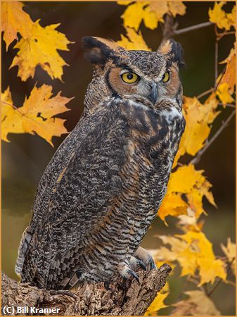 Missing Image: i_0022.jpg - Great-Horned-Owl-Portrait