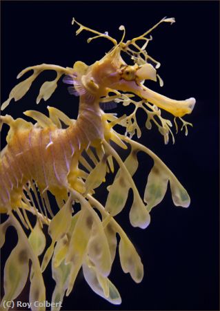 Missing Image: i_0024.jpg - Sea-Dragon-at-Florida-Aquarium