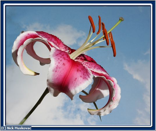 Missing Image: i_0015.jpg - Peruvian-lily