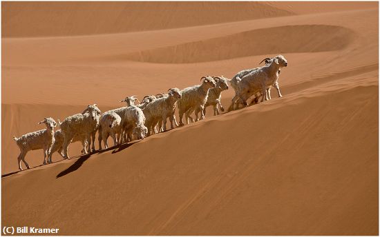 Missing Image: i_0017.jpg - Desert Sheep