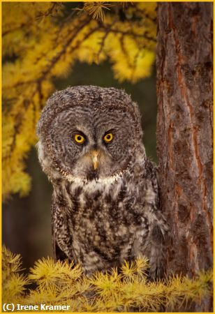 Missing Image: i_0019.jpg - Great Gray Owl in Tamarack