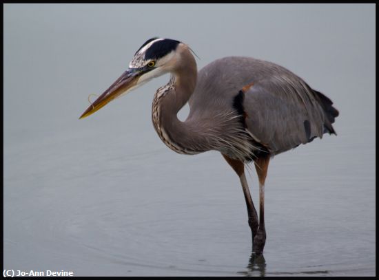 Missing Image: i_0044.jpg - Blue Heron with Worm