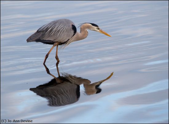 Missing Image: i_0053.jpg - Blue Heron Reflection