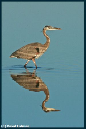 Missing Image: i_0074.jpg - Great Blue Heron