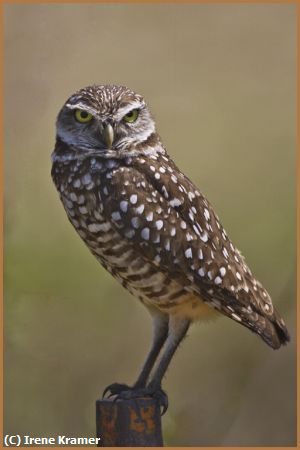 Missing Image: i_0014.jpg - Burrowing Owl