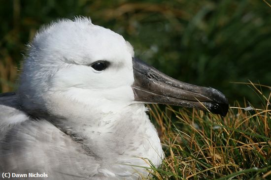 Missing Image: i_0023.jpg - Albatross Chick