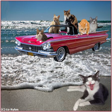 Missing Image: i_0038.jpg - Catmobile-Riding-the-Waves