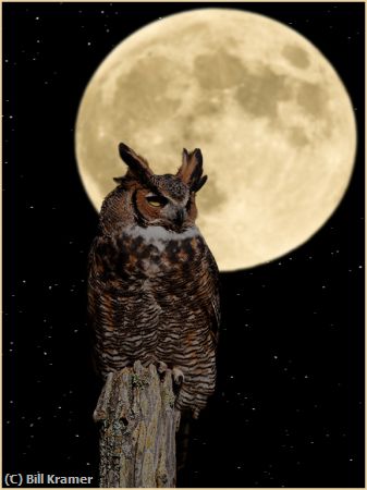 Missing Image: i_0043.jpg - Great Horned Owl