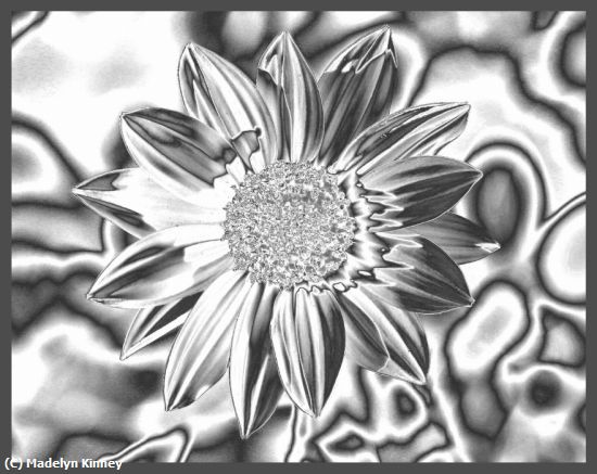 Missing Image: i_0049.jpg - Flower in Chrome