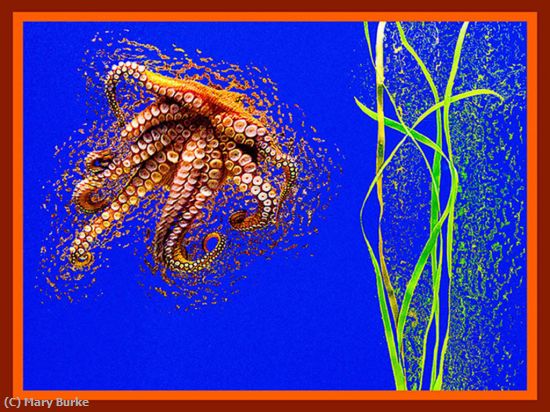 Missing Image: i_0008.jpg - Jittery Octopus