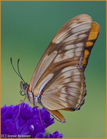 Missing Image: i_0013.jpg - Julia Butterfly