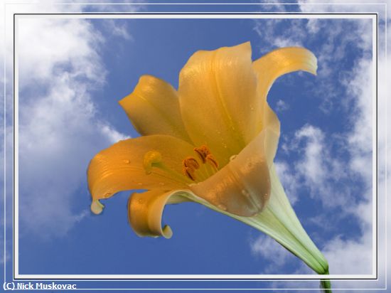 Missing Image: i_0038.jpg - Yellow Lily