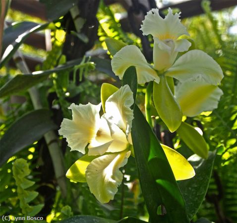Missing Image: i_0042.jpg - Cattleya Orchid