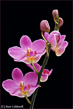 Missing Image: i_0056.jpg - Climbing Orchid