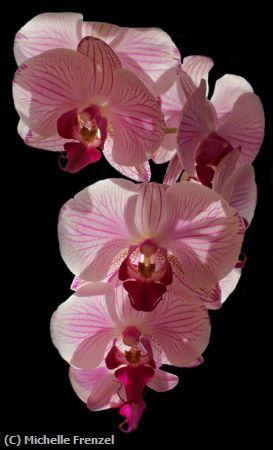 Missing Image: i_0064.jpg - Sunlit Orchids