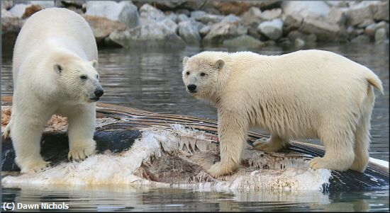 Missing Image: i_0032.jpg - Bears, Svalbard