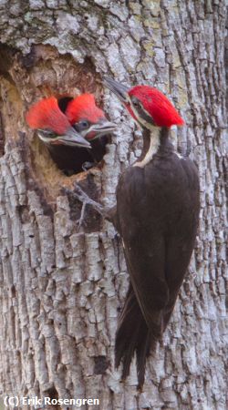 Missing Image: i_0045.jpg - Pileated-Woodpecker-family-
