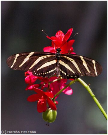 Missing Image: i_0024.jpg - Butterfly Zebra