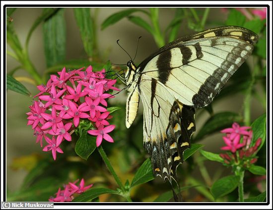 Missing Image: i_0028.jpg - Tiger-Swallowtail-on-Pinta