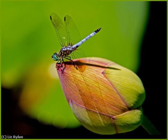Missing Image: i_0054.jpg - Dragonfly-on-Lotus-Bud