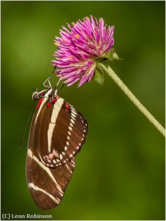 Missing Image: i_0073.jpg - Zebra Longwing State Butterfly