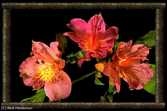 Missing Image: i_0013.jpg - Asian-Lilies
