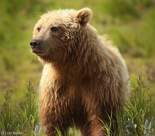 Missing Image: i_0015.jpg - GRIZZLY