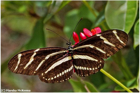Missing Image: i_0024.jpg - Zebra Heliconis Butterfly
