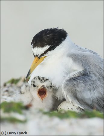 Missing Image: i_0003.jpg - Least Tern Chick and Egg