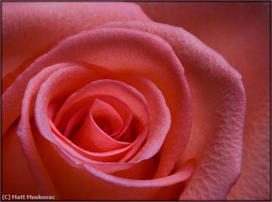 Missing Image: i_0015.jpg - Pink Rose
