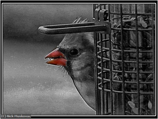 Missing Image: i_0045.jpg - Cardinal-at-our-Bird-Feeder