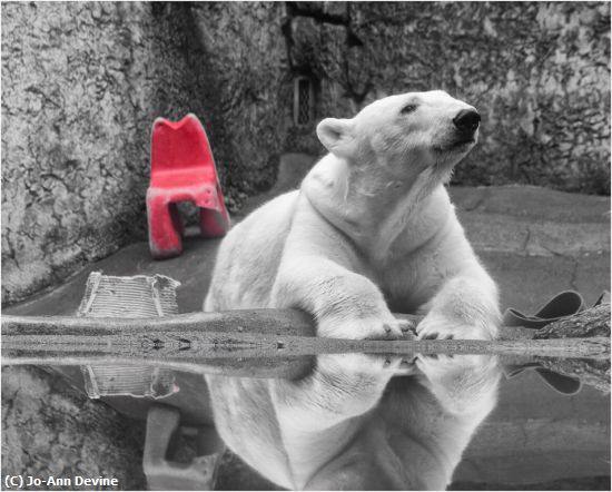 Missing Image: i_0059.jpg - Polar Bear with Red Chair