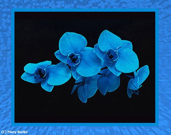 Missing Image: i_0014.jpg - Blue Orchids