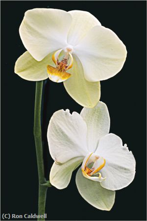 Missing Image: i_0022.jpg - Twin Orchid
