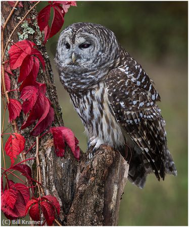 Missing Image: i_0069.jpg - Barred Owl with Red Leaves