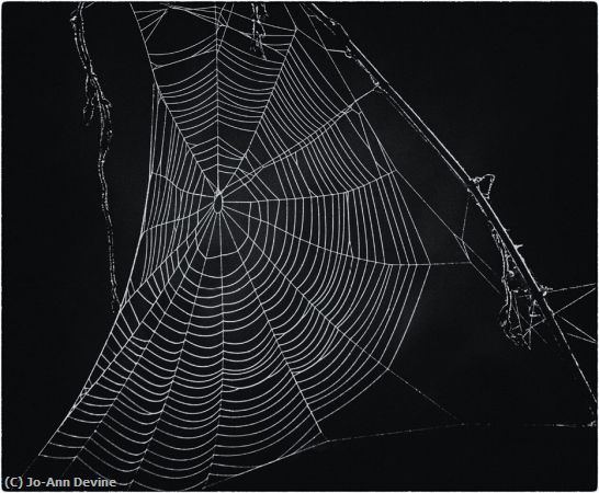Missing Image: i_0074.jpg - Spider Web