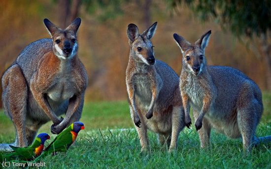 Missing Image: i_0045.jpg - Red Wallabies and Friends