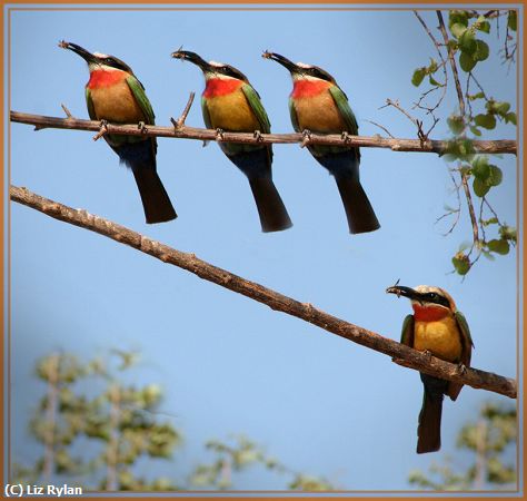 Missing Image: i_0031.jpg - AFRICAN-BEE-EATERS