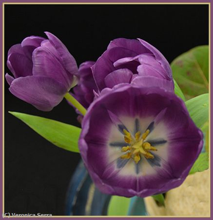 Missing Image: i_0009.jpg - Spring Break Tulip