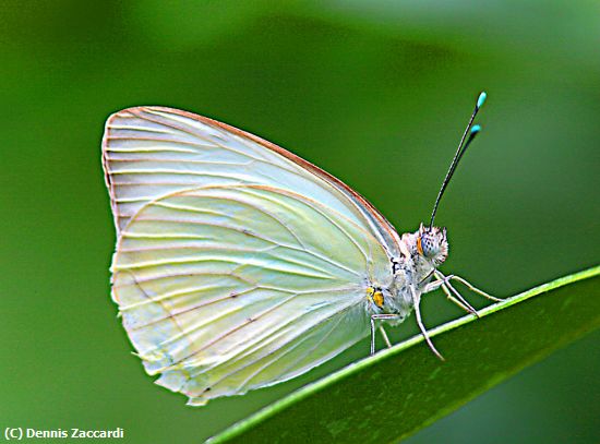 Missing Image: i_0033.jpg - White Butterfly