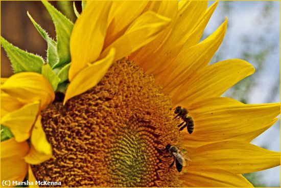 Missing Image: i_0018.jpg - Sunflower&two bugs