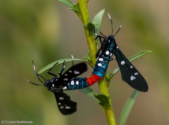Missing Image: i_0034.jpg - Oleander Moths Mating