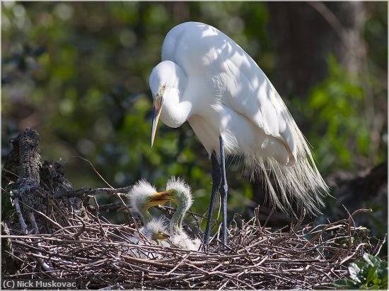 Missing Image: i_0046.jpg - Great Egret feeds babies