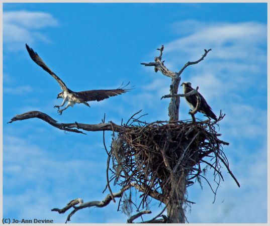 Missing Image: i_0052.jpg - Nesting Ospreys